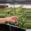 plant/Seed grown anthurium papillilaminum x Hoffmanii starter plant growers choice-7-thumbnail