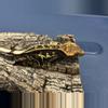 plant/576 19g Male Super Emptyback softscale-0-thumbnail