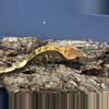 plant/583 24g Female Dark Pinstripe het eb-1-thumbnail