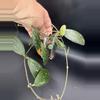 plant/Hoya Sigilattis (round leaf) 459-1-thumbnail