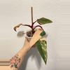 plant/Philodendron Strawberry Shake REHAB-0-thumbnail