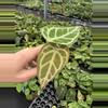 plant/Seed grown anthurium papillilaminum x domino starter plant growers choice-1-thumbnail