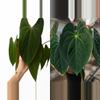 plant/Seed grown anthurium papillilaminum x guna yala starter plant growers choice-0-thumbnail