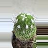 plant/Stenocactus multicostatus, commonly known as the "Brain Cactus"-0-thumbnail