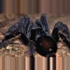 plant/$50 Retail Lampropelma nigerrimum (Sangihe Black Tarantula) 0.75"-0-thumbnail