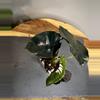 plant/Alocasia Infernalis Kapit-1-thumbnail