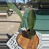 plant/Sanserveria Snake Plant-0-thumbnail