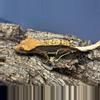 plant/573 19g Female Het Eb whitewall-1-thumbnail