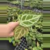 plant/Seed grown anthurium papillilaminum x domino starter plant growers choice-2-thumbnail