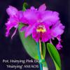 plant/Bundle 5 bloomimg size Cattleya plants in 6 in pots massive plants-3-thumbnail