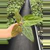 plant/Seed grown anthurium fort Sherman x ace of spades starter plant growers choice-4-thumbnail