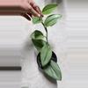 plant/BubbleBlooms Scindapsus Treubii Moonlight Pothos-0-thumbnail