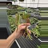 plant/Seed grown anthurium papillilaminum x guna yala starter plant growers choice-6-thumbnail