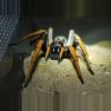 plant/$75 Retail Hogna maderiana (Orange-Leg Wolf Spider) 0.5-0.75"-0-thumbnail