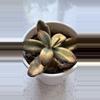 plant/Kalanchoe tomentosa, commonly known as a Panda Plant or Chocolate Soldier-0-thumbnail