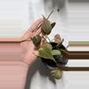 plant/Micans, also known as a velvet-leaf philodendron.-1-thumbnail