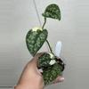 plant/Scindapsus Mayari-0-thumbnail
