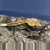 plant/419a 25g Female Super Soft scale Emptyback-1-thumbnail