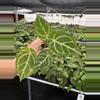 plant/Seed grown anthurium papillilaminum x Hoffmanii starter plant growers choice-4-thumbnail