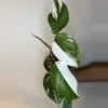 plant/Philodendron Red Anderson-0-thumbnail