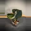plant/Alocasia Infernalis Kapit-0-thumbnail