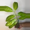 plant/ZZ Variegated Long Leaf-0-thumbnail
