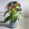 plant/Hoya Multiflora Wonderphil-1-thumbnail