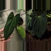 plant/Seed grown anthurium Xone x Naomi starter plant growers choice-0-thumbnail