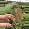 plant/Seed grown anthurium king of spades x portillae starter plant growers choice-2-thumbnail
