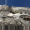 plant/Sable Lilly White 1 4g Unsexed-0-thumbnail