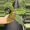 plant/Seed grown anthurium fort Sherman x ace of spades starter plant growers choice-3-thumbnail