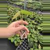plant/Seed grown anthurium papillilaminum x domino starter plant growers choice-6-thumbnail