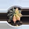 plant/Var Gymnocalycium mihanovichii, also known as a chin cactus or moon cactus-1-thumbnail