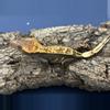 plant/583 24g Female Dark Pinstripe het eb-0-thumbnail