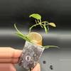 plant/Hoya Lacunosa "Gothic" #461-1-thumbnail
