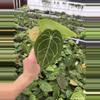 plant/Seed grown anthurium dressleri x forgetii starter plant growers choice-5-thumbnail