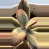 plant/Kalanchoe tomentosa, commonly known as a Panda Plant or Chocolate Soldier-1-thumbnail