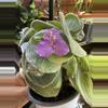 plant/Tradescantia silamontana variegated cutting-0-thumbnail