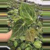 plant/Seed grown anthurium dressleri x forgetii starter plant growers choice-3-thumbnail