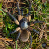 plant/$50 Retail Monocentropus balfouri (Socotra Island Blue Baboon Tarantula) 0.5-0.75"-0-thumbnail