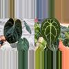 plant/Seed grown anthurium dressleri x forgetii starter plant growers choice-0-thumbnail