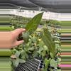 plant/Seed grown anthurium Xone x Naomi starter plant growers choice-4-thumbnail