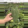 plant/Seed grown anthurium king of spades x portillae starter plant growers choice-5-thumbnail