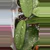 plant/Hoya sp Aceh Blangkejeren-2-thumbnail