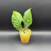plant/Hoya Praetorii Splash 469-0-thumbnail