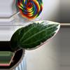 plant/Hoya Latifolia Albomarginata-2-thumbnail