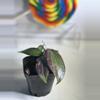 plant/Hoya Merrillii (long leaf)-2-thumbnail