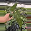 plant/Seed grown anthurium Xone x Naomi starter plant growers choice-1-thumbnail