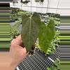 plant/Seed grown anthurium papillilaminum x guna yala starter plant growers choice-1-thumbnail