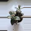 plant/Panda Plant (Kalanchoe tomentosa)-1-thumbnail